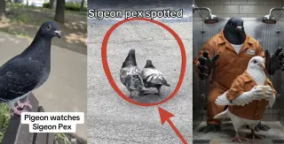 Sigeon Pex meme card, common rarity