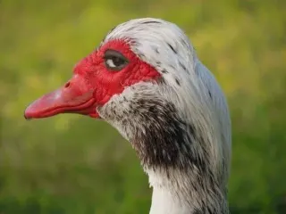 Carte meme Sly Duck, rareté commune