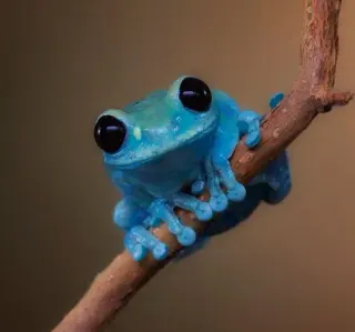 Small Fact Frog meme card, rare rarity