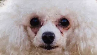 Small White Dogs With Crusty Eyes meme card, common rarity