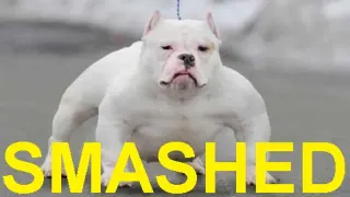 Carte meme Smashed and Slammed (Bullies), rareté commune