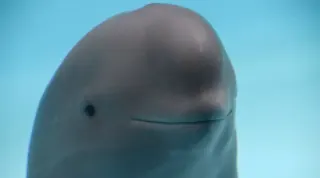 Carte meme Smiling Dolphin, rareté commune