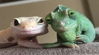 Smiling Lizard Couple meme card, common rarity