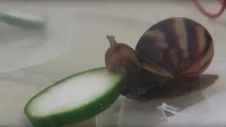 Snail Eating a Cucumber meme card, common rarity