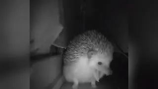 Sneezing Hedgehog / I Saved You From Cringe meme card, common rarity