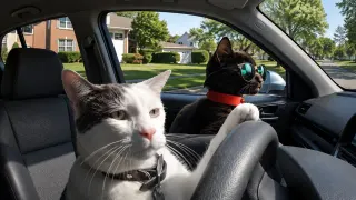Carte meme Snicker Cat, rareté commune