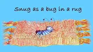 Snug as a Bug In a Rug meme card, common rarity