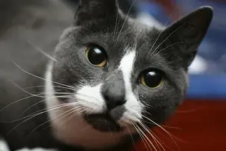 Sockington meme card, common rarity