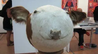 Sphere Cow meme card, common rarity