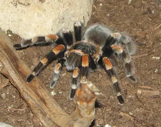 Spiders meme card, common rarity