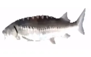 Spinning Fish meme card, common rarity