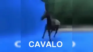 Spinning Horse / Cavalo meme card, common rarity