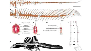 Spinosaurus Tail meme card, common rarity