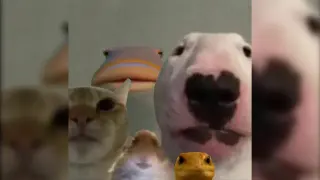 Staring Animals meme card, rare rarity