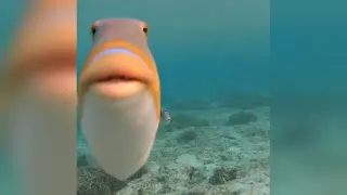 Staring Fish / Do You Fart meme card, rare rarity