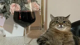 Stepan the Cat meme card, common rarity