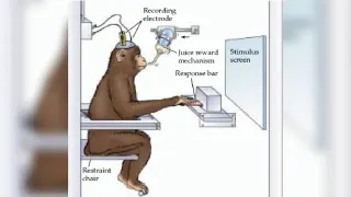 Stimulus Screen / Juice Reward Mechanism Monkey meme card, common rarity