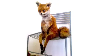 Carte meme Stoned Fox (Упоротая лиса), rareté rare