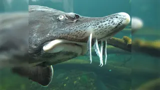 Carte meme Sturgeon Face, rareté rare