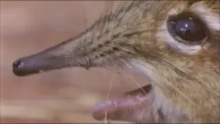 Take A Closer Look At That Snout meme card, rare rarity