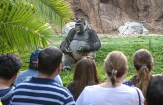 TED Talk Gorilla meme card, common rarity