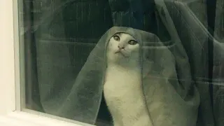 "Tell Cersei. I Want Her to Know It Was Me" meme card, rare rarity