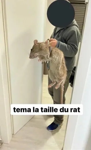 Carte meme Téma la taille du rat, rareté rare
