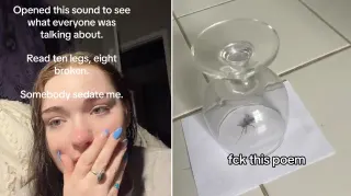 "Ten Legs, Eight Broken" / Spider Poem TikTok meme card, common rarity