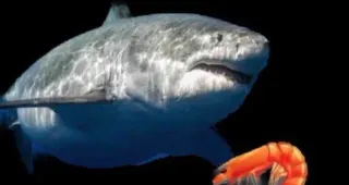 Terry The Fat Shark meme card, common rarity