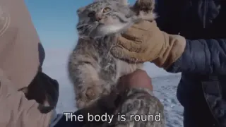 The Body Is Round meme card, common rarity