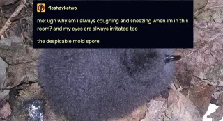 The Despicable Mold Spore meme card, common rarity