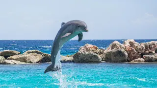 The Dolphins Have Returned to Italy / Nature Is Healing meme card, common rarity
