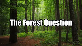 The Forest Question meme card, common rarity