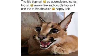 The Litle Tiepnsy! meme card, common rarity