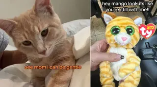 Carte meme The Mango Slideshow, rareté commune