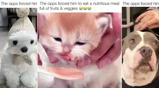 Carte meme The Opps Forced Him / The Opps Forcing Cats and Dogs, rareté commune