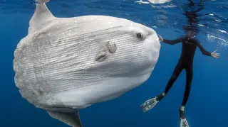 The Sunfish Copypasta meme card, common rarity