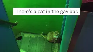There's a Cat In the Gay Bar meme card, common rarity