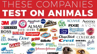 These Companies Test On Animals meme card, rare rarity