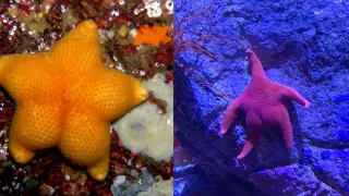 Thicc Starfish meme card, common rarity