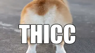 Thicc meme card, legendary rarity