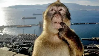 Thinking Monkey meme card, common rarity