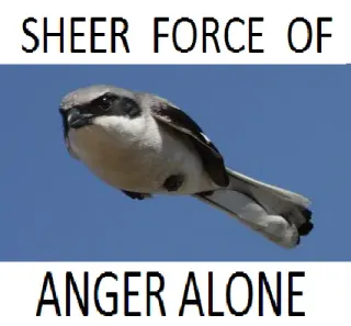 This Bird Keeps Itself In The Air By Sheer Force Of Anger Alone meme card, rare rarity
