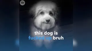 Carte meme This Dog Is Fucked Up Bruh, rareté rare
