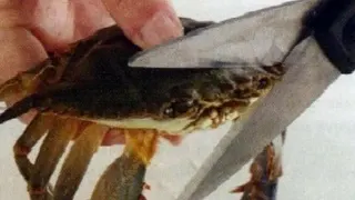 This Kills The Crab meme card, epic rarity