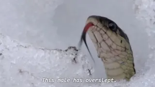 This Male Has Overslept meme card, common rarity