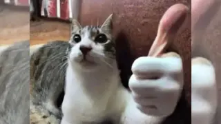 Thumbs Up Cat meme card, common rarity