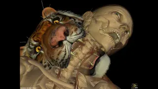 Tiger Neck Bite meme card, common rarity