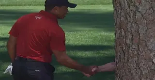 Tiger Woods Shaking Hands With A Tree meme card, common rarity