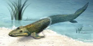 Tiktaalik meme card, common rarity